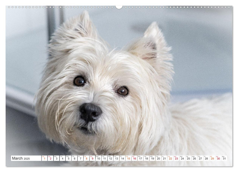 West Highland White Terrier - Your charming companion (CALVENDO Monthly Calendar 2025)