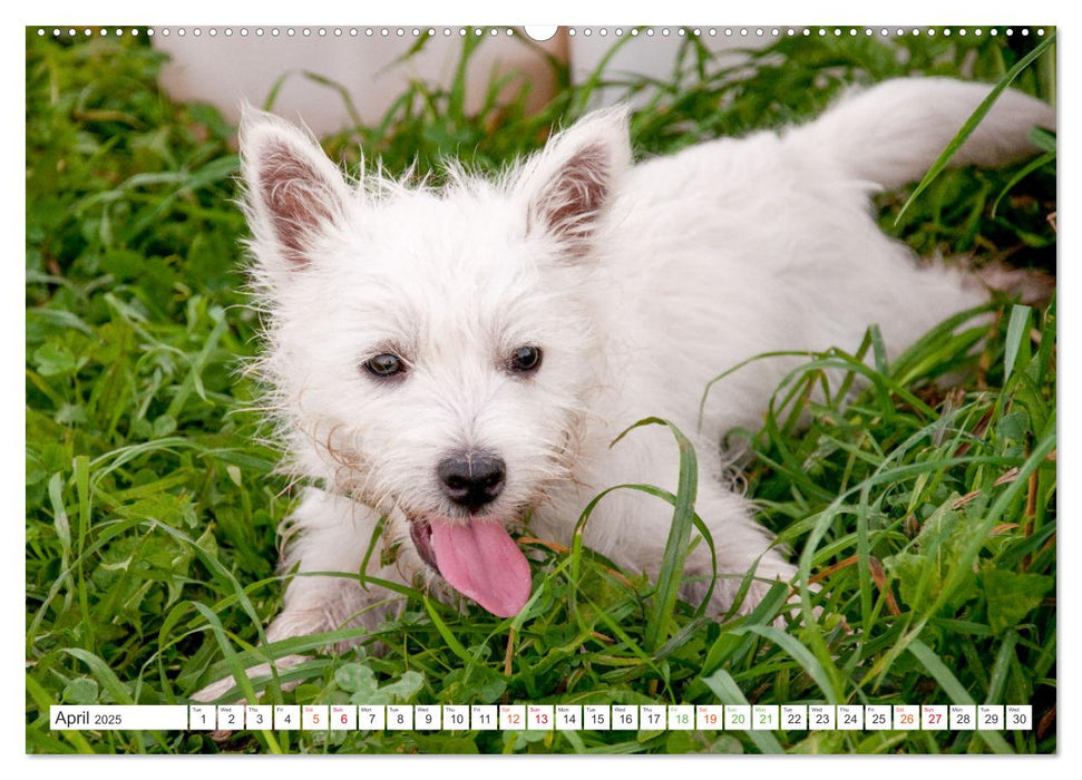 West Highland White Terrier - Your charming companion (CALVENDO Monthly Calendar 2025)