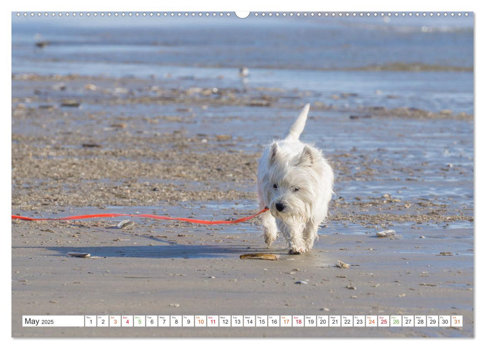 West Highland White Terrier - Your charming companion (CALVENDO Monthly Calendar 2025)