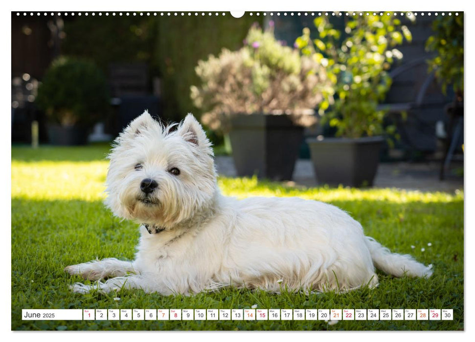 West Highland White Terrier - Your charming companion (CALVENDO Monthly Calendar 2025)