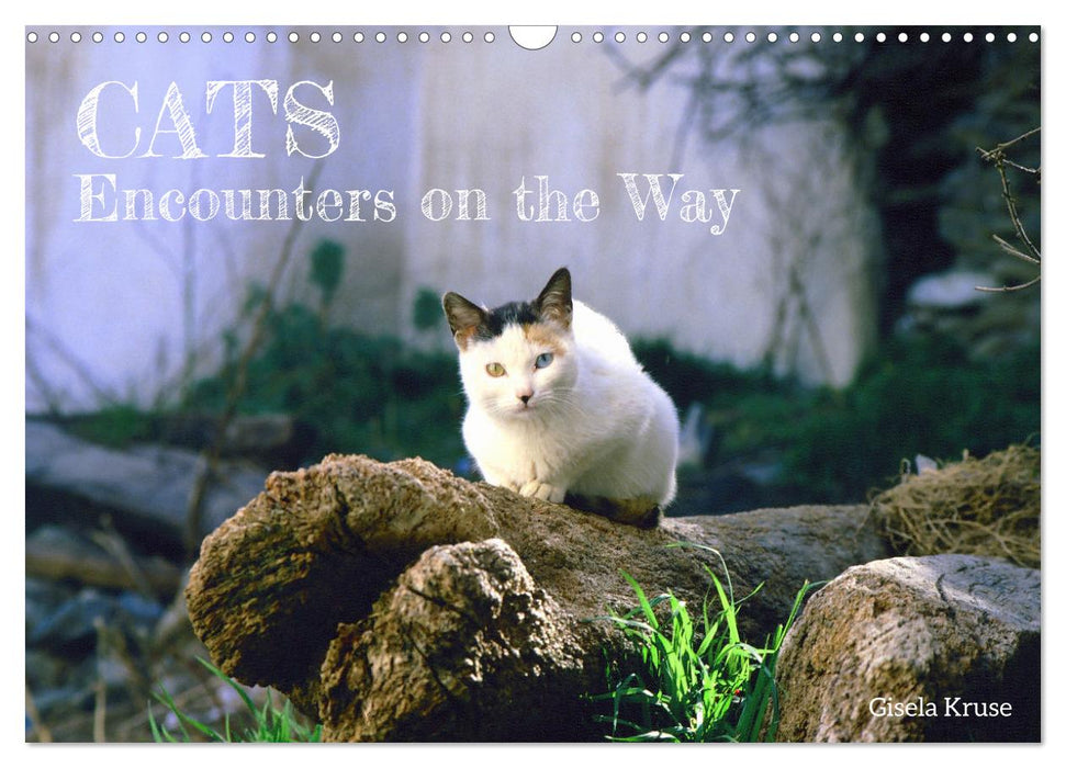 Cats - Encounters on the Way (CALVENDO Monthly Calendar 2025)