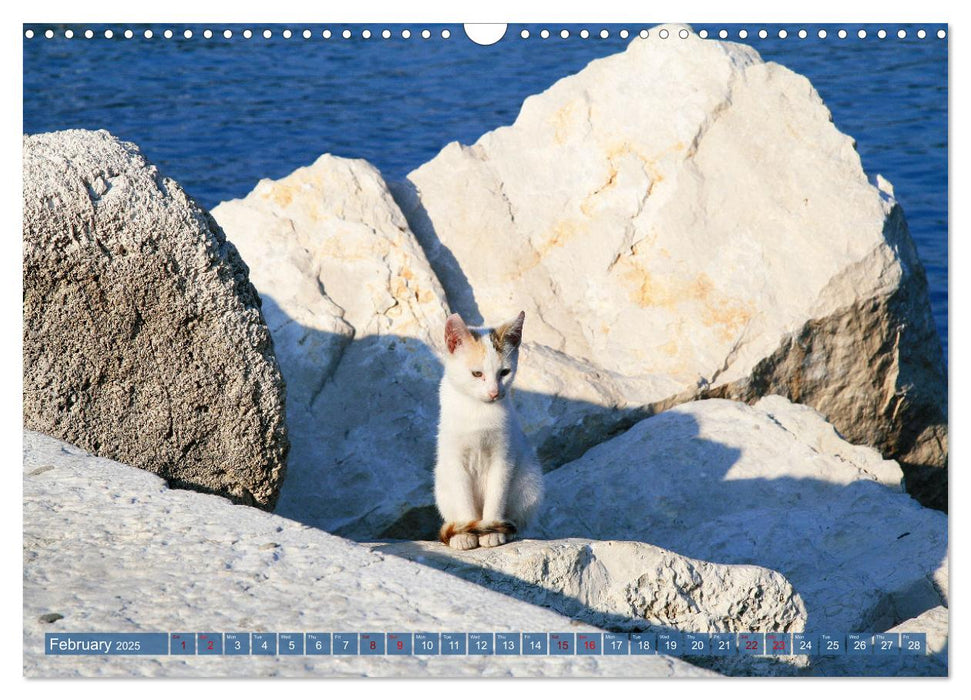 Cats - Encounters on the Way (CALVENDO Monthly Calendar 2025)