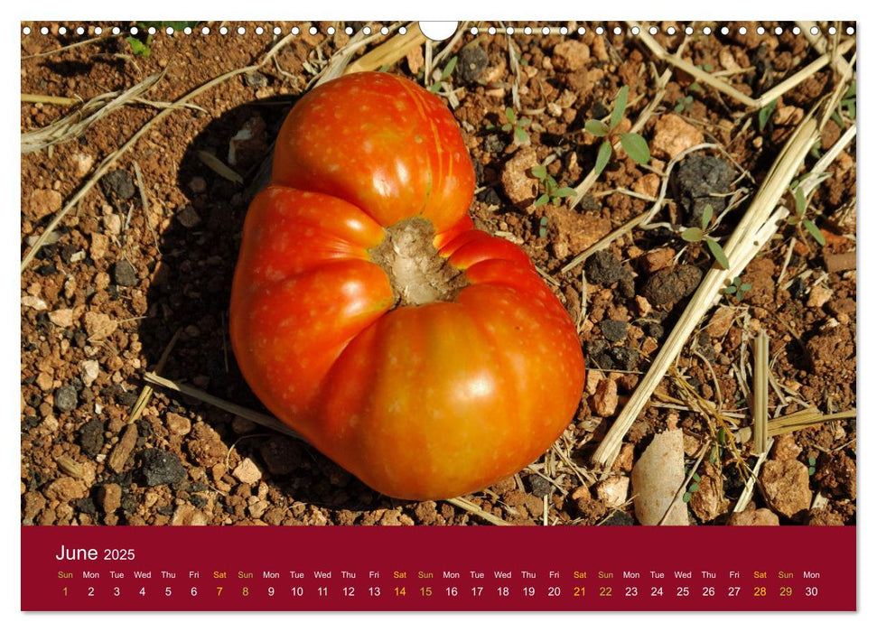 I Love Tomatoes (CALVENDO Monthly Calendar 2025)