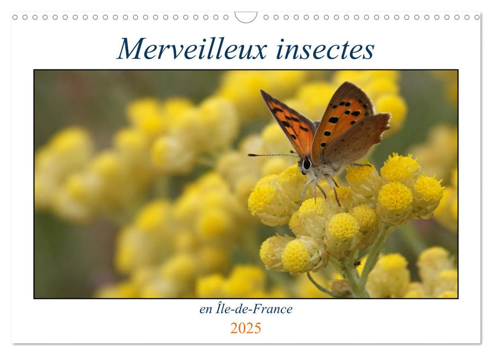 Merveilleux insectes en Île-de-France (CALVENDO Calendrier mensuel 2025)