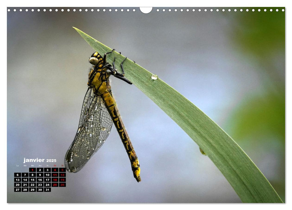 Merveilleux insectes en Île-de-France (CALVENDO Calendrier mensuel 2025)