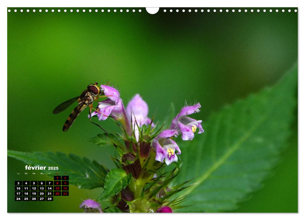 Merveilleux insectes en Île-de-France (CALVENDO Calendrier mensuel 2025)