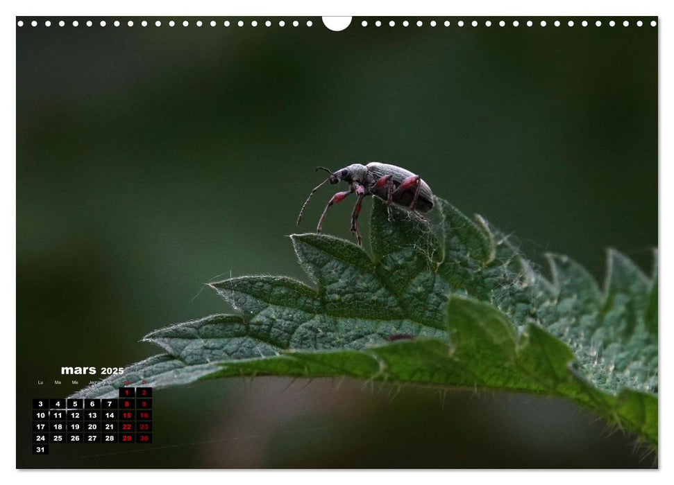 Merveilleux insectes en Île-de-France (CALVENDO Calendrier mensuel 2025)