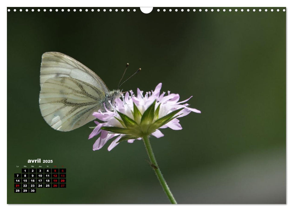 Merveilleux insectes en Île-de-France (CALVENDO Calendrier mensuel 2025)