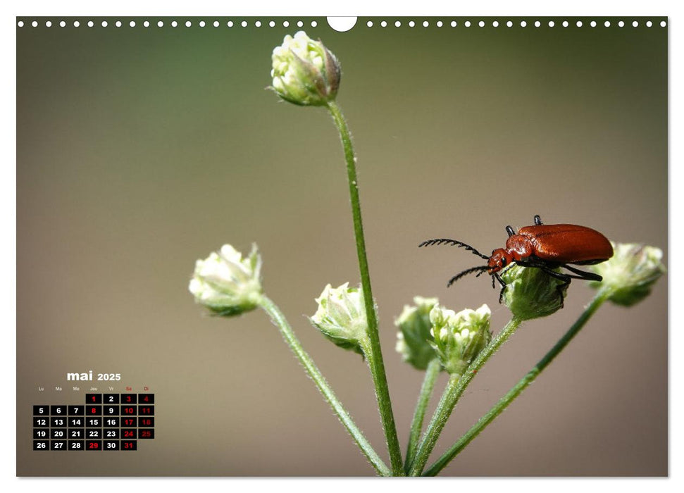 Merveilleux insectes en Île-de-France (CALVENDO Calendrier mensuel 2025)