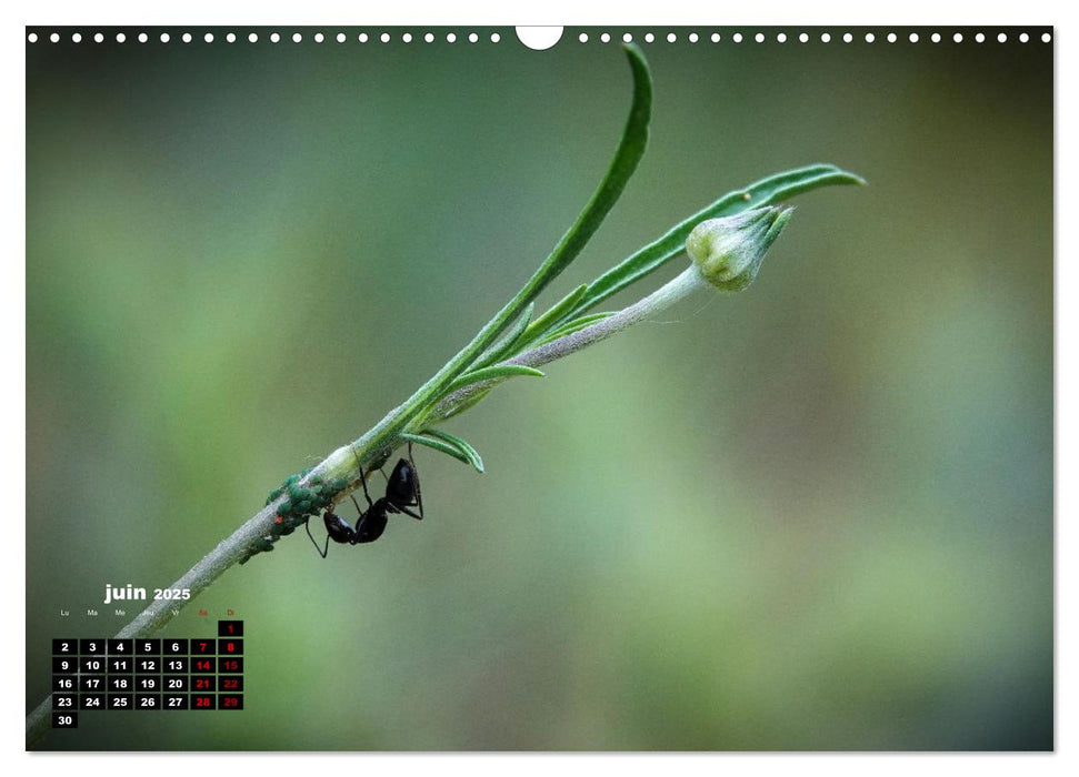 Merveilleux insectes en Île-de-France (CALVENDO Calendrier mensuel 2025)