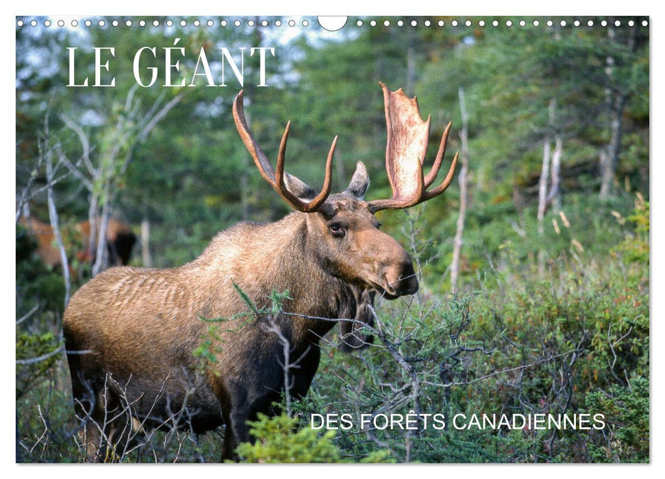 LE GÉANT DES FORÊTS CANADIENNES (CALVENDO Calendrier mensuel 2025)