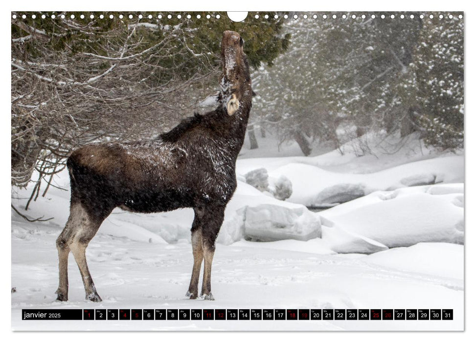 LE GÉANT DES FORÊTS CANADIENNES (CALVENDO Calendrier mensuel 2025)