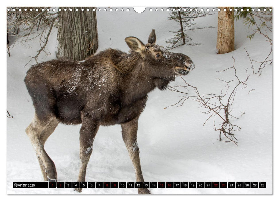 LE GÉANT DES FORÊTS CANADIENNES (CALVENDO Calendrier mensuel 2025)