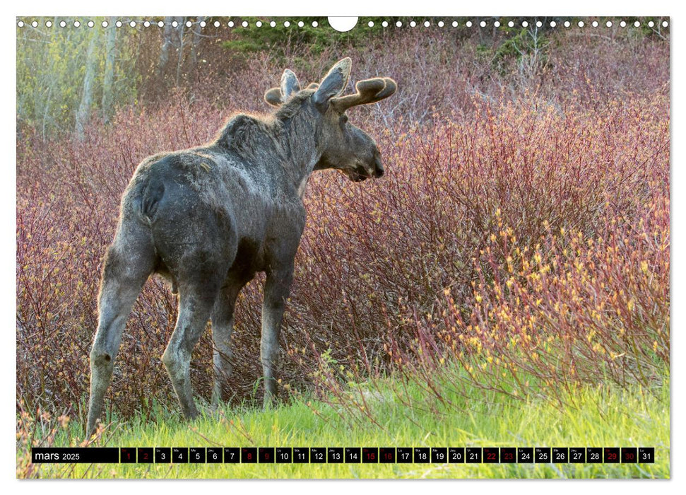 LE GÉANT DES FORÊTS CANADIENNES (CALVENDO Calendrier mensuel 2025)