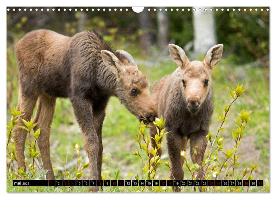 LE GÉANT DES FORÊTS CANADIENNES (CALVENDO Calendrier mensuel 2025)