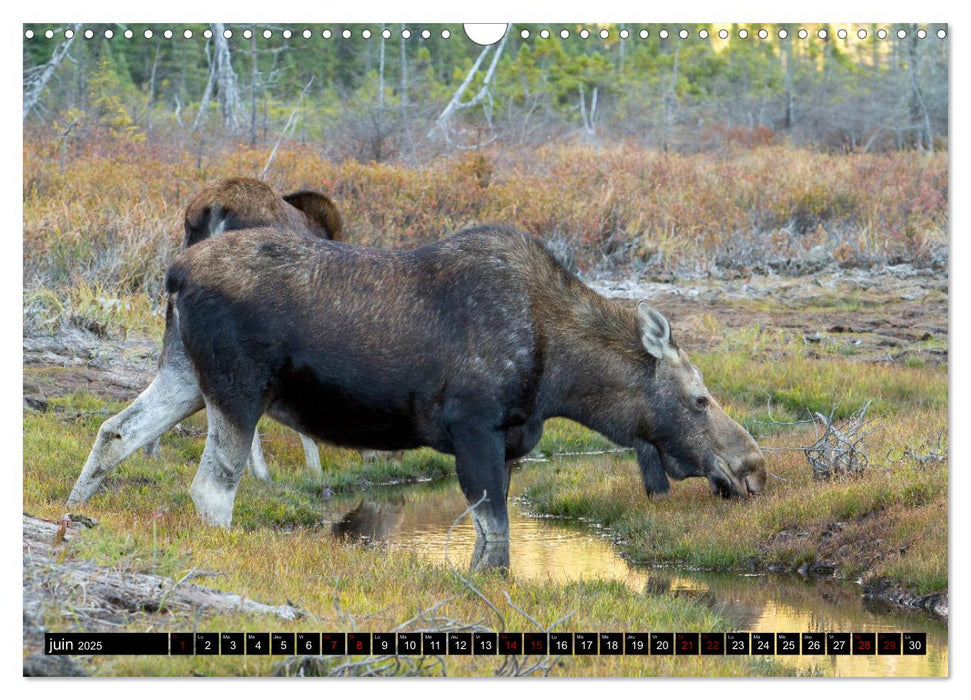 LE GÉANT DES FORÊTS CANADIENNES (CALVENDO Calendrier mensuel 2025)