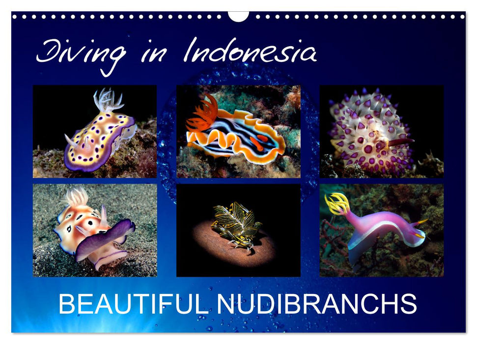 Diving in Indonesia - BEAUTIFUL NUDIBRANCHS (CALVENDO Monthly Calendar 2025)