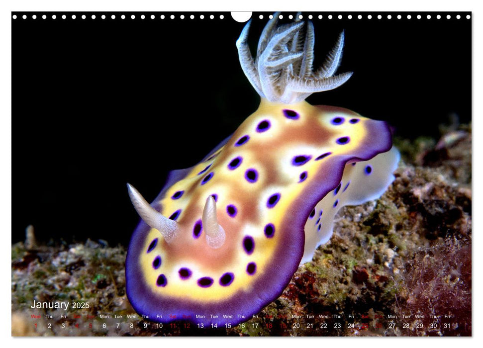 Diving in Indonesia - BEAUTIFUL NUDIBRANCHS (CALVENDO Monthly Calendar 2025)