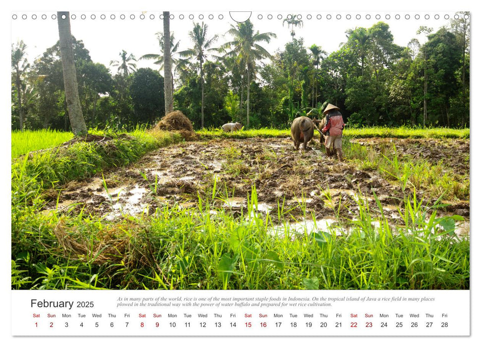 Pure nature in Java (CALVENDO Monthly Calendar 2025)