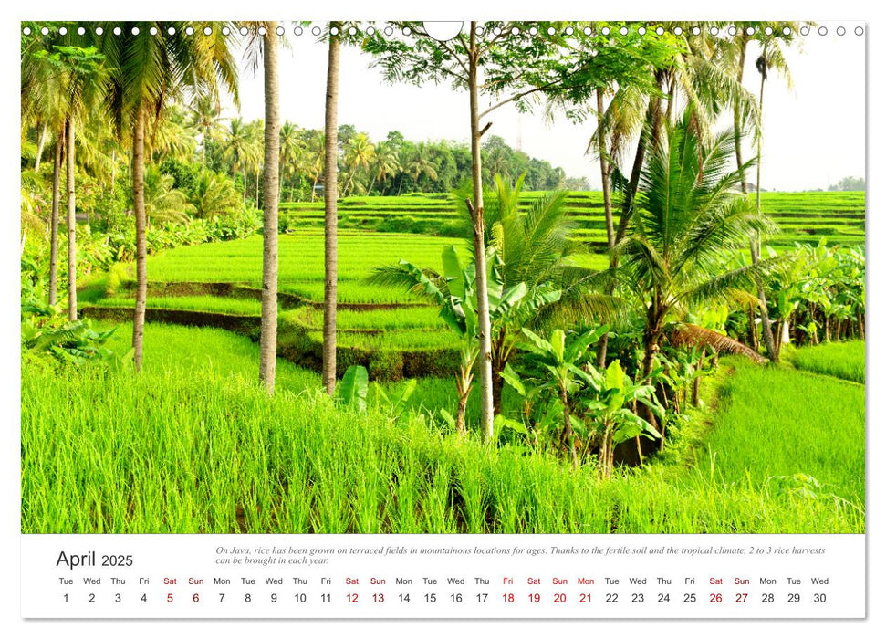 Pure nature in Java (CALVENDO Monthly Calendar 2025)