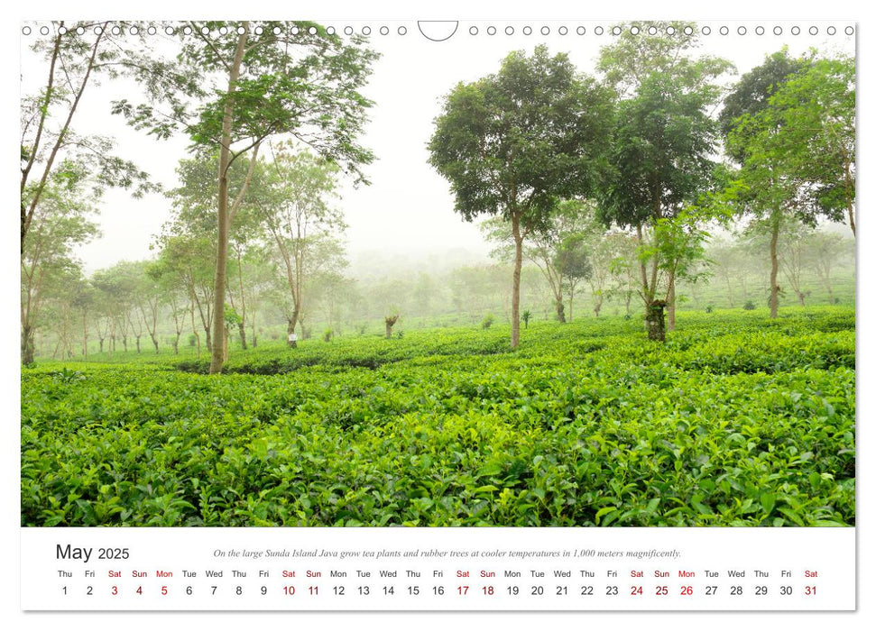 Pure nature in Java (CALVENDO Monthly Calendar 2025)