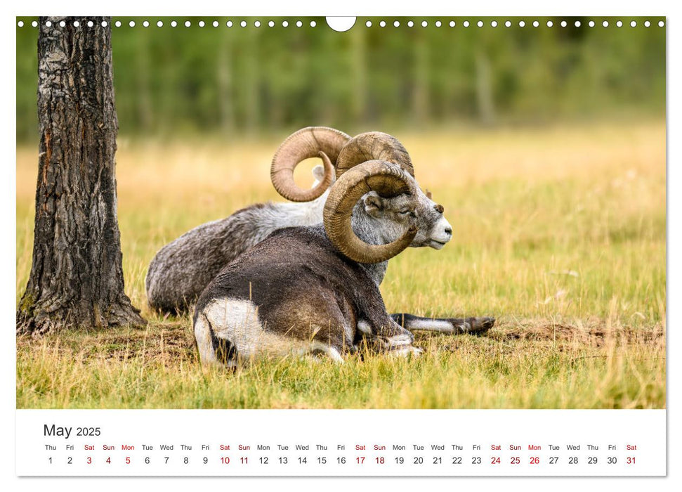 Yukon Wild (CALVENDO Monthly Calendar 2025)