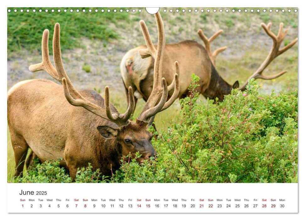 Yukon Wild (CALVENDO Monthly Calendar 2025)