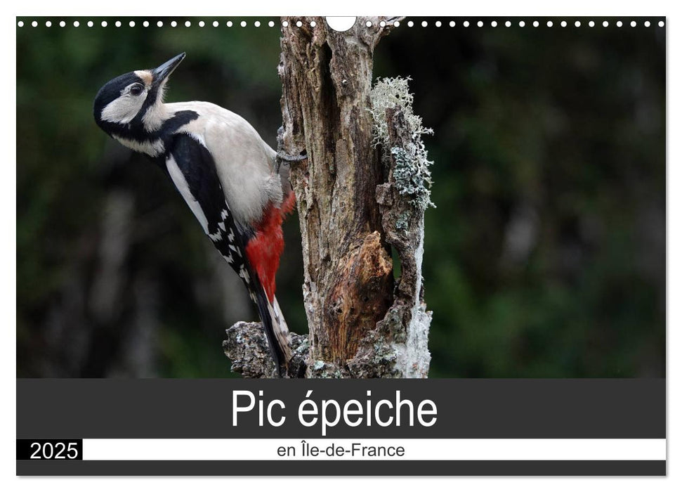 Pic épeiche en Île -de- France (CALVENDO Calendrier mensuel 2025)