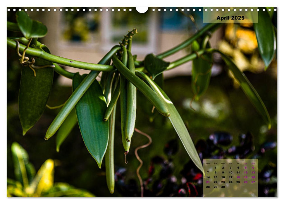 Fruits of Grenada (CALVENDO Monthly Calendar 2025)