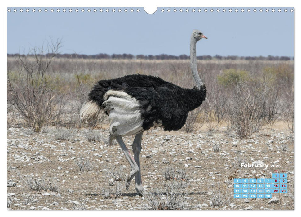 Birds of the Southern African Wild (CALVENDO Monthly Calendar 2025)