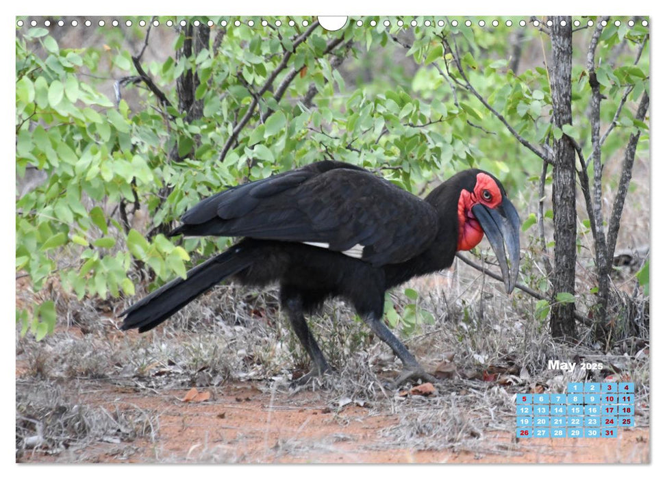 Birds of the Southern African Wild (CALVENDO Monthly Calendar 2025)