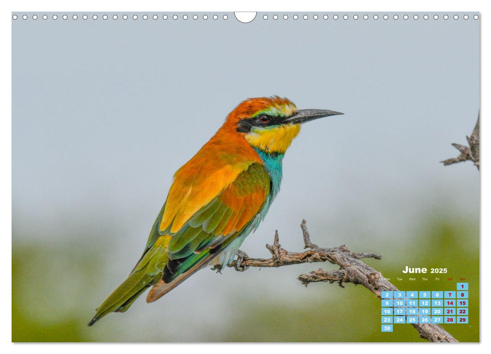 Birds of the Southern African Wild (CALVENDO Monthly Calendar 2025)