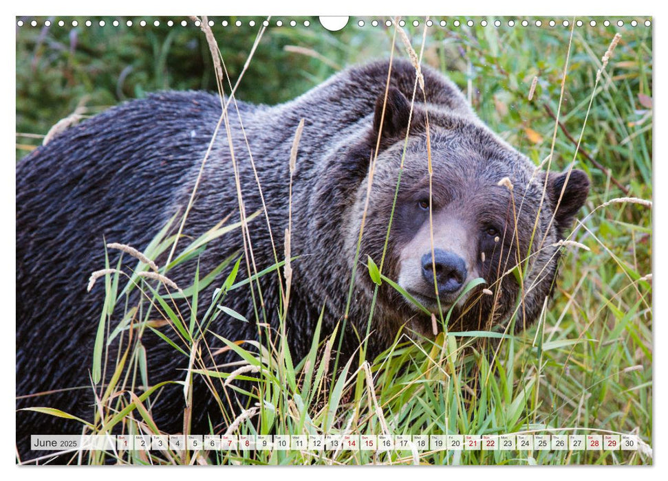 Canada - Landscapes from Banff and Jasper National parks (CALVENDO Monthly Calendar 2025)