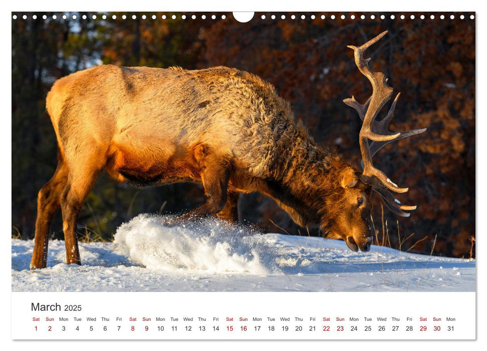 Wild Canada (CALVENDO Monthly Calendar 2025)