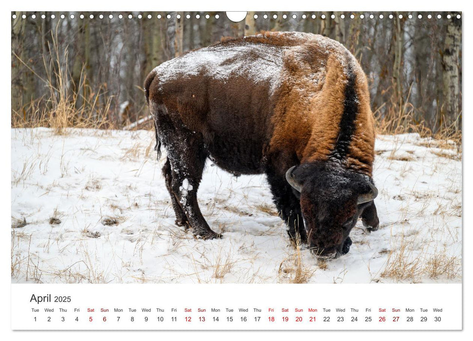 Wild Canada (CALVENDO Monthly Calendar 2025)