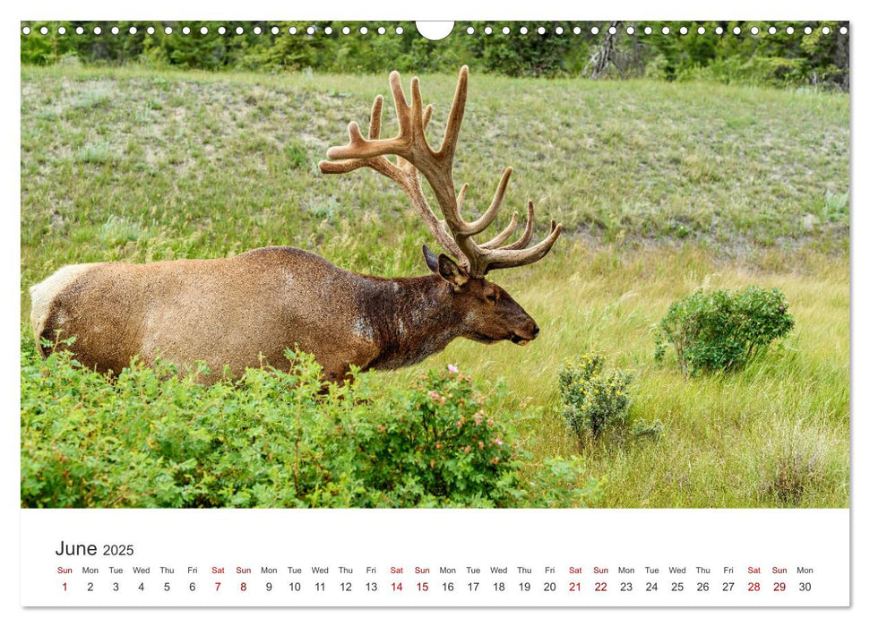 Wild Canada (CALVENDO Monthly Calendar 2025)