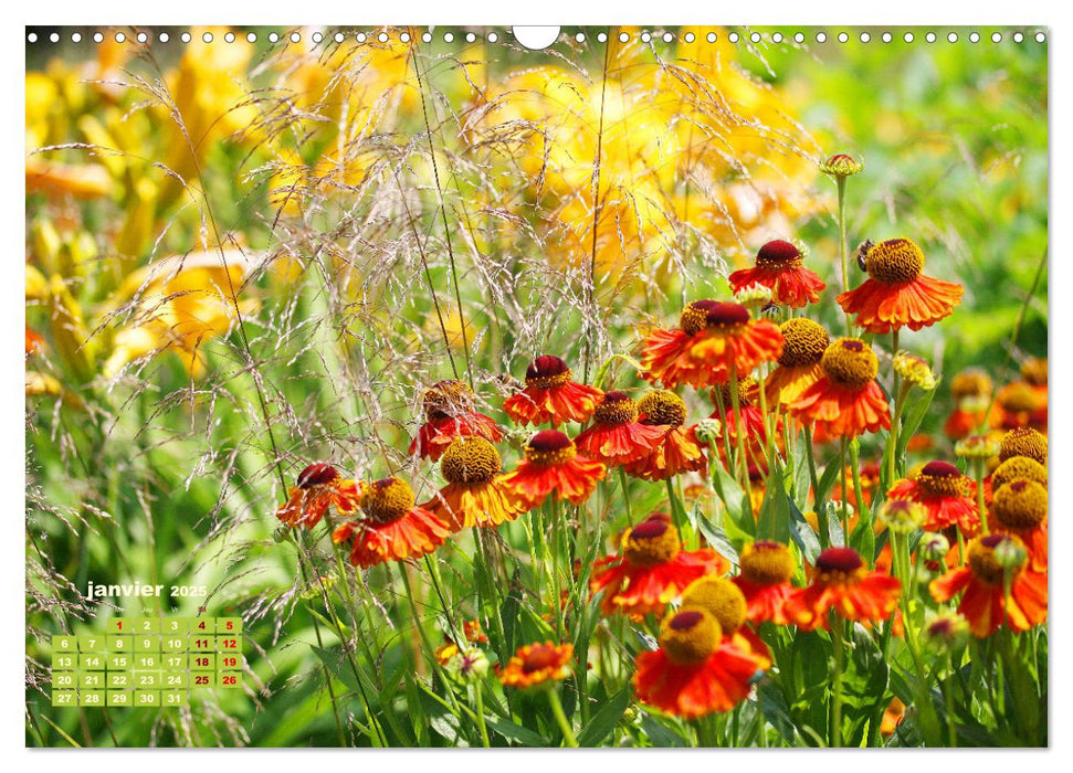 Fleurs colorées en été (CALVENDO Calendrier mensuel 2025)