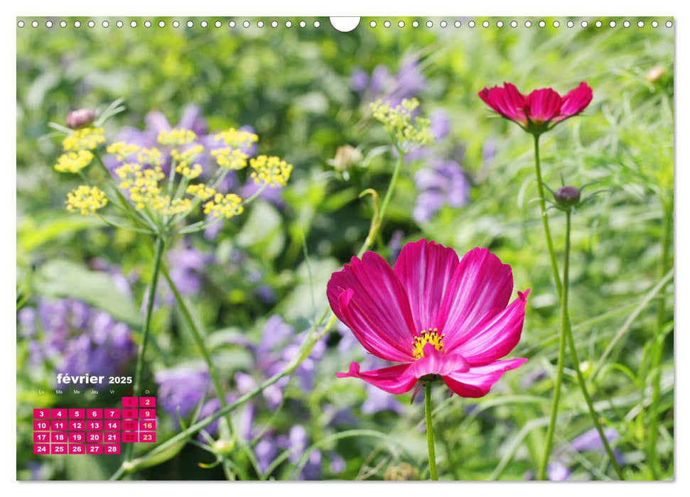 Fleurs colorées en été (CALVENDO Calendrier mensuel 2025)