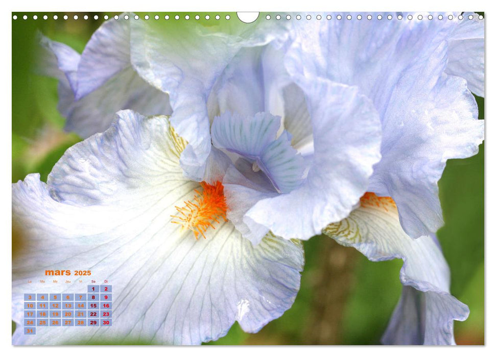 Fleurs colorées en été (CALVENDO Calendrier mensuel 2025)