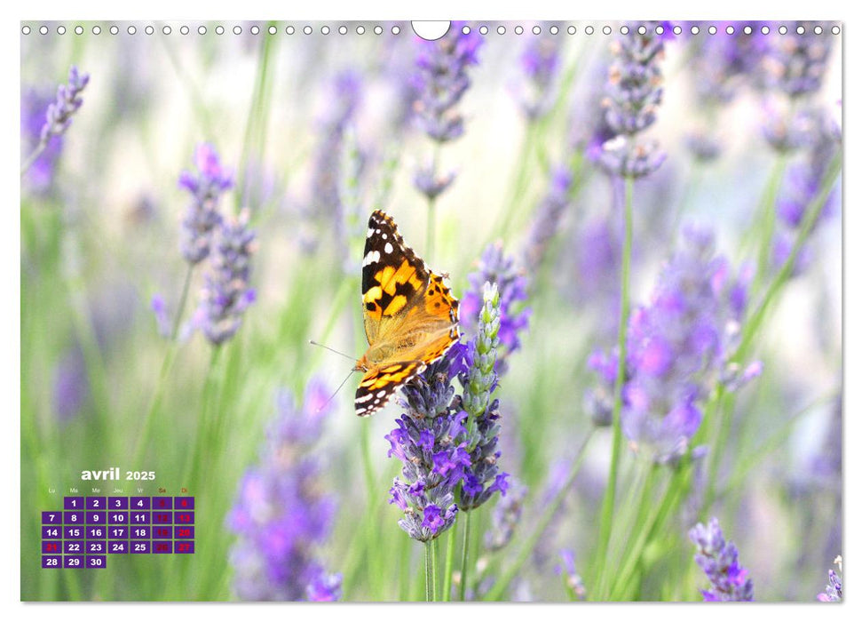 Fleurs colorées en été (CALVENDO Calendrier mensuel 2025)