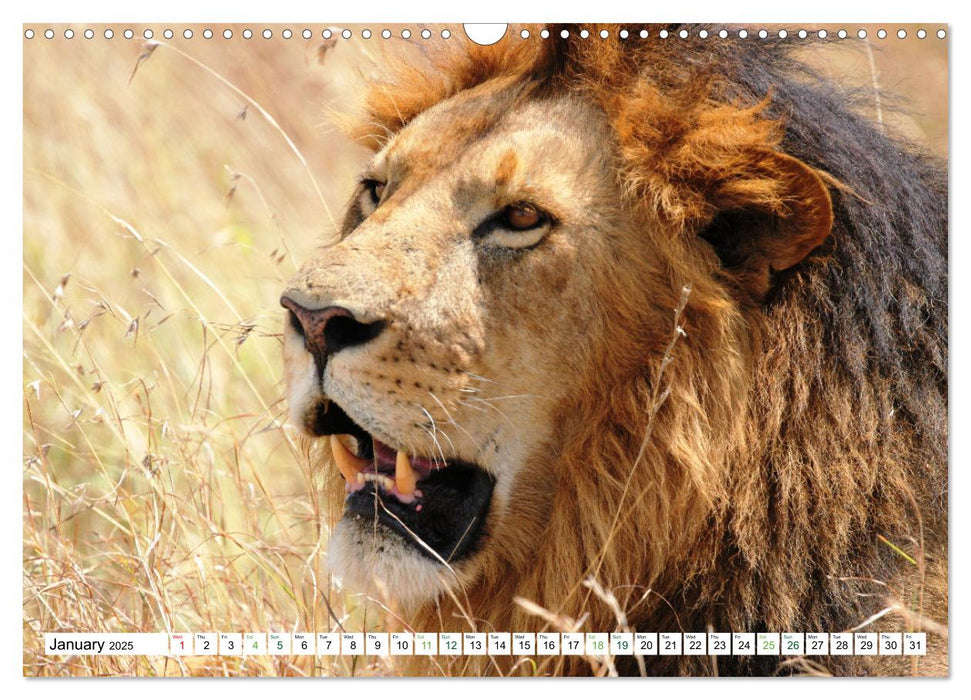 Big10 Of Masai Mara Kenya Africa (CALVENDO Monthly Calendar 2025)