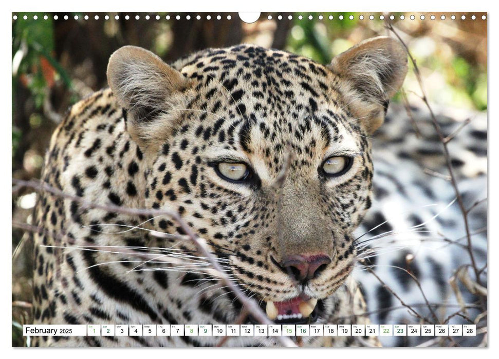 Big10 Of Masai Mara Kenya Africa (CALVENDO Monthly Calendar 2025)