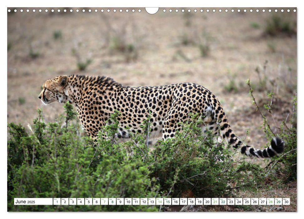 Big10 Of Masai Mara Kenya Africa (CALVENDO Monthly Calendar 2025)