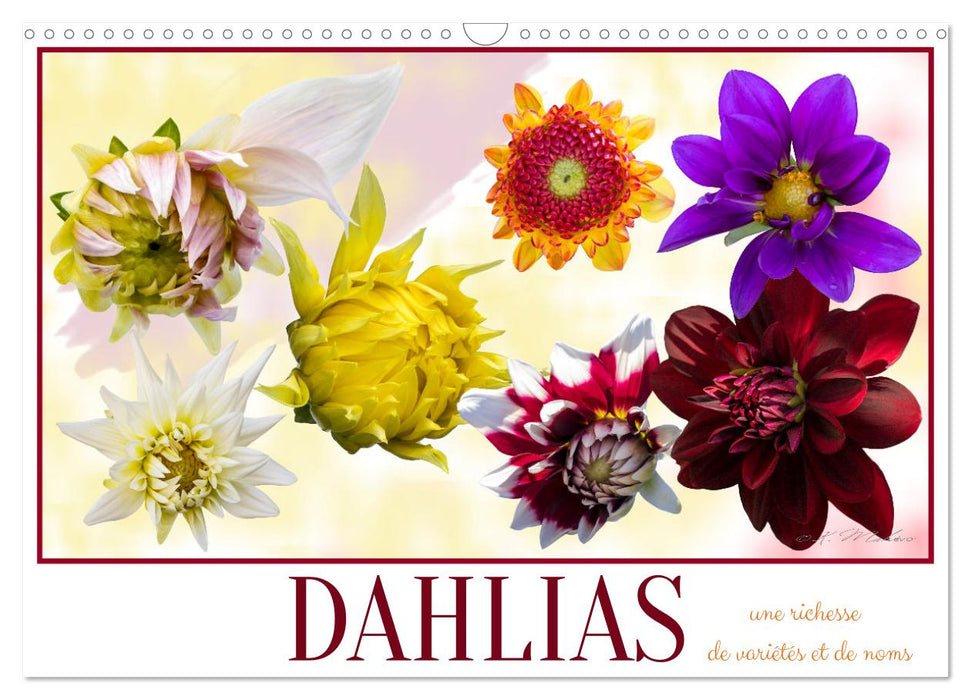 DAHLIAS une richesse de variétés et de noms (CALVENDO Calendrier mensuel 2025)