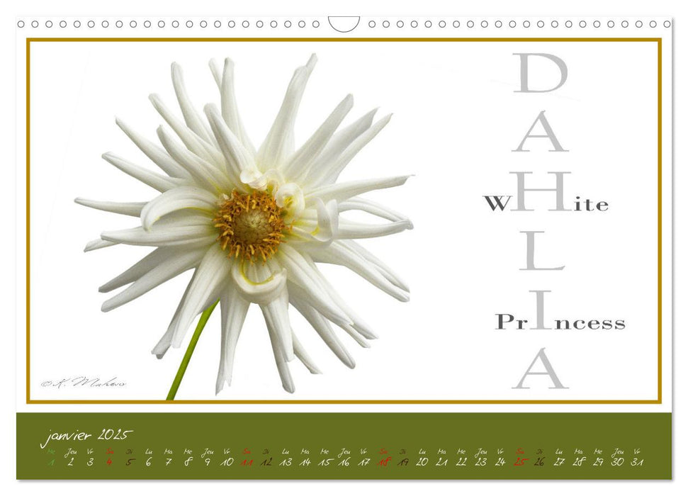 DAHLIAS une richesse de variétés et de noms (CALVENDO Calendrier mensuel 2025)