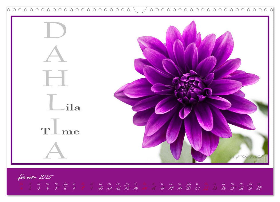 DAHLIAS une richesse de variétés et de noms (CALVENDO Calendrier mensuel 2025)