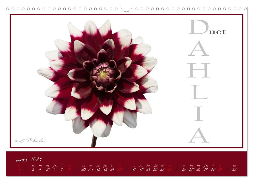 DAHLIAS une richesse de variétés et de noms (CALVENDO Calendrier mensuel 2025)