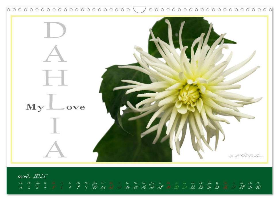 DAHLIAS une richesse de variétés et de noms (CALVENDO Calendrier mensuel 2025)