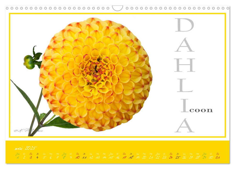 DAHLIAS une richesse de variétés et de noms (CALVENDO Calendrier mensuel 2025)