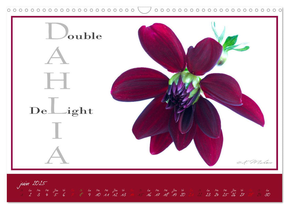 DAHLIAS une richesse de variétés et de noms (CALVENDO Calendrier mensuel 2025)